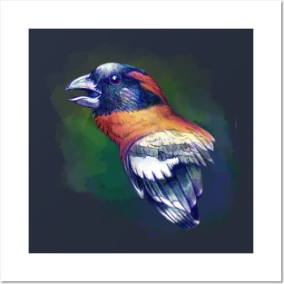 Black Headed Grosbeak Posters and Art